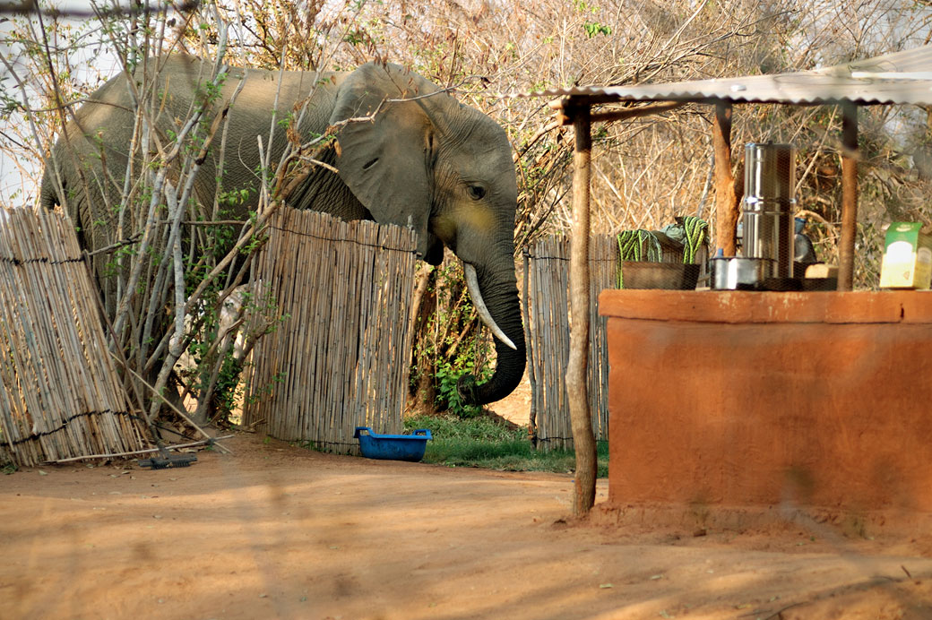 Éléphant près du bar dans un campement, Zambie