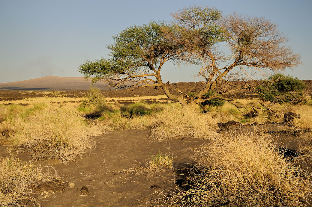 Arbre au pied du volcan Erta Ale, Ethiopie