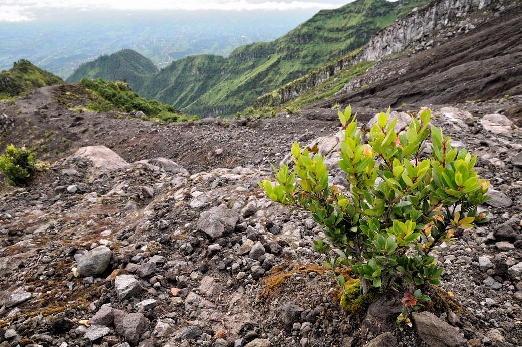 Végétation sur le flanc du volcan Merapi, Indonésie