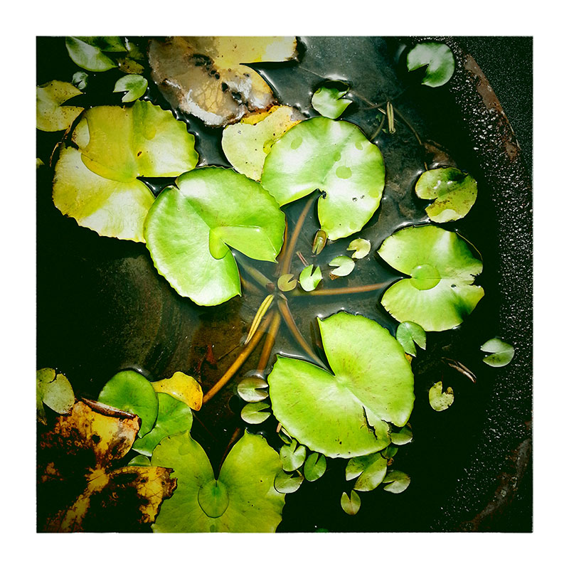 Nénuphar à Yogyakarta, Indonésie