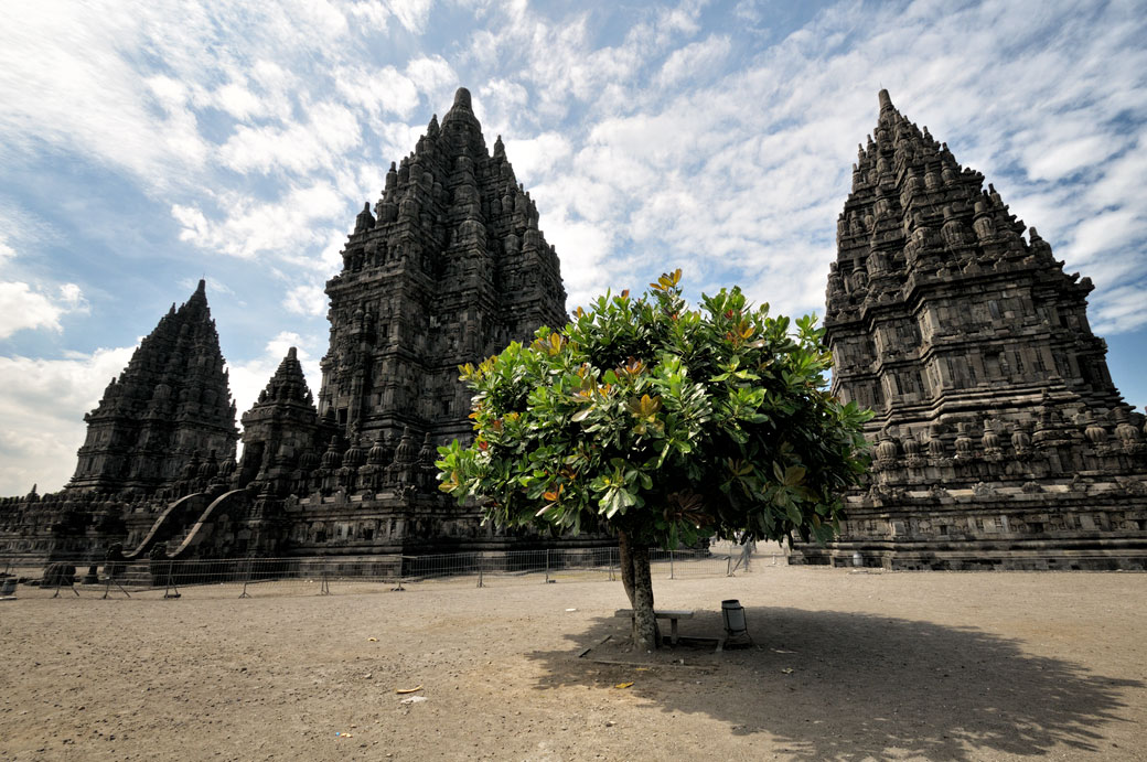 Arbre près du Temple de Prambanan sur l'île de Java, Indonésie