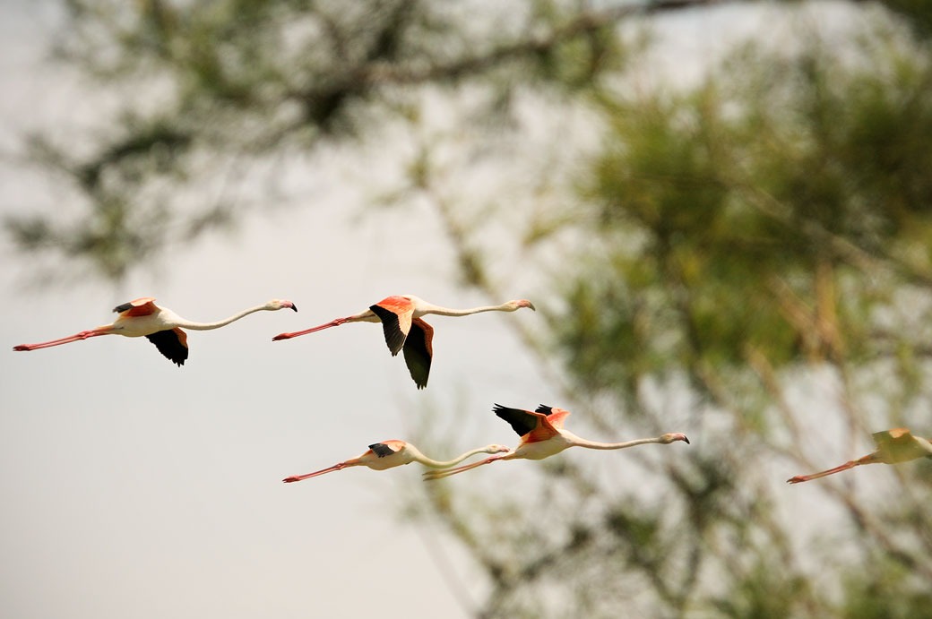 Vol de flamants roses au Parc Ornithologique du Pont de Gau, France