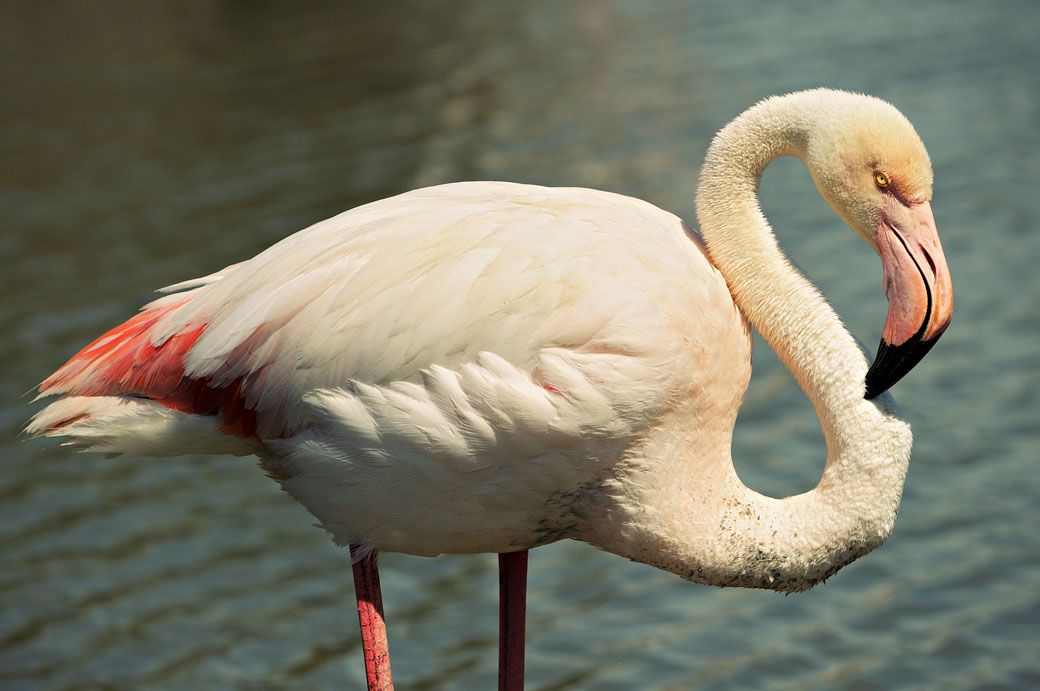 Flamant rose au Parc Ornithologique du Pont de Gau, France