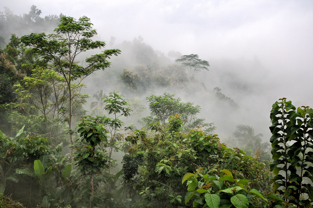 Brume sur la jungle près de Borobudur, Indonésie