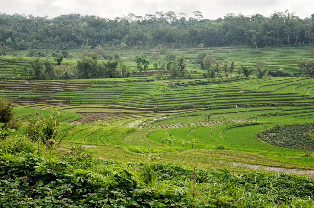 Rizières en terrasse dans la région de Magelang, Indonésie