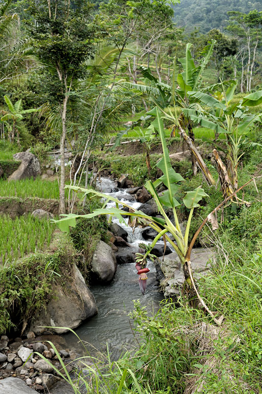 Ruisseau et bananiers près de Magelang, Indonésie