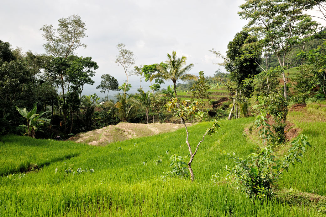 Rizières et végétation dans la région de Magelang, Indonésie