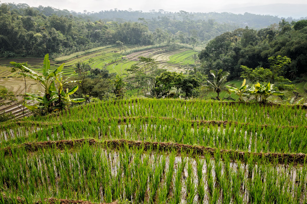 Rizières et forêt sur l'île de Java près de Magelang, Indonésie