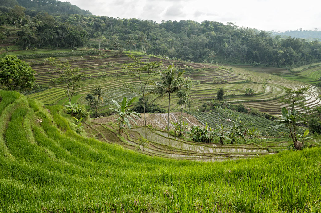 Rizières en terrasse sur l'île de Java près de Magelang, Indonésie