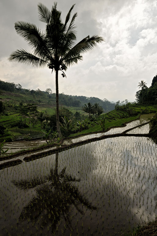 Réflexion d'un palmier dans une rizière de Java, Indonésie
