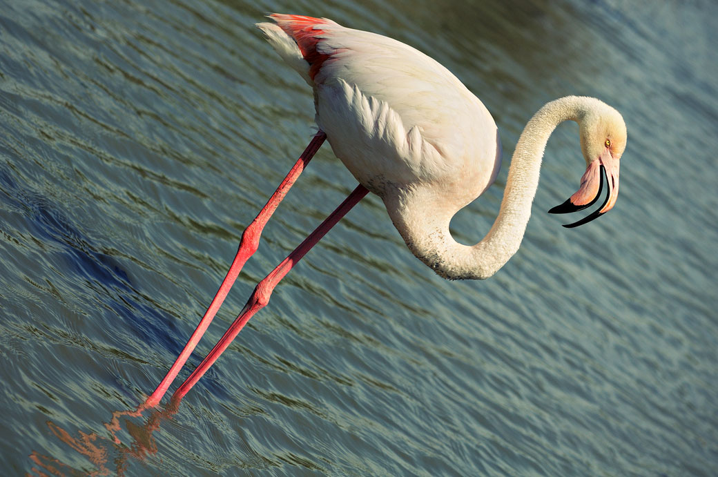 Flamant rose dans un étang de Camargue, France