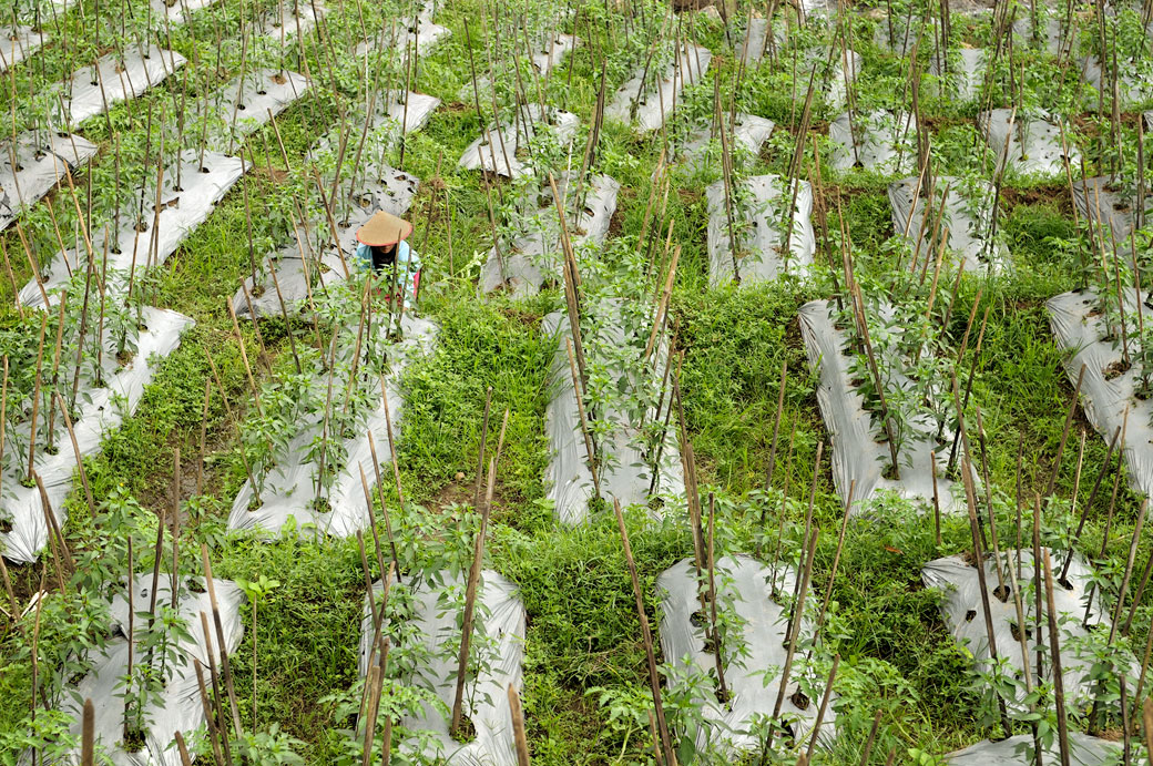 Femme dans une plantation près de Magelang, Vietnam