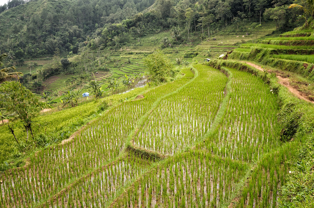 Rizières en terrasse et forêt près de Magelang, Indonésie