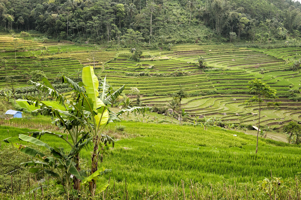 Rizières et bananiers près de Magelang, Indonésie