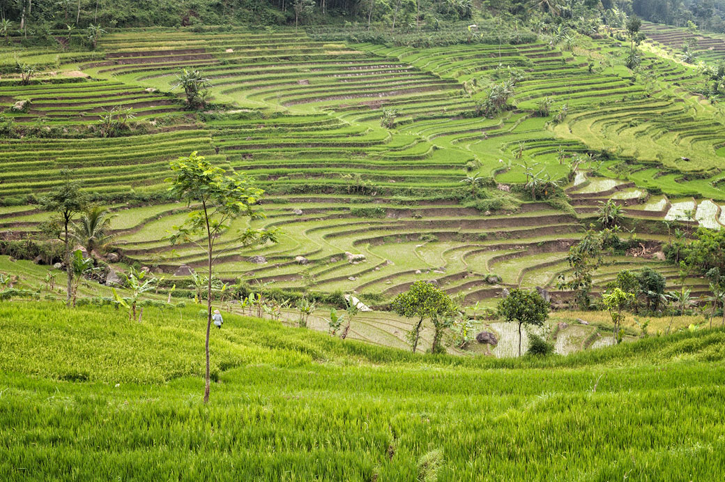 Belles cultures de rizières en terrasse près de Magelang, Indonésie