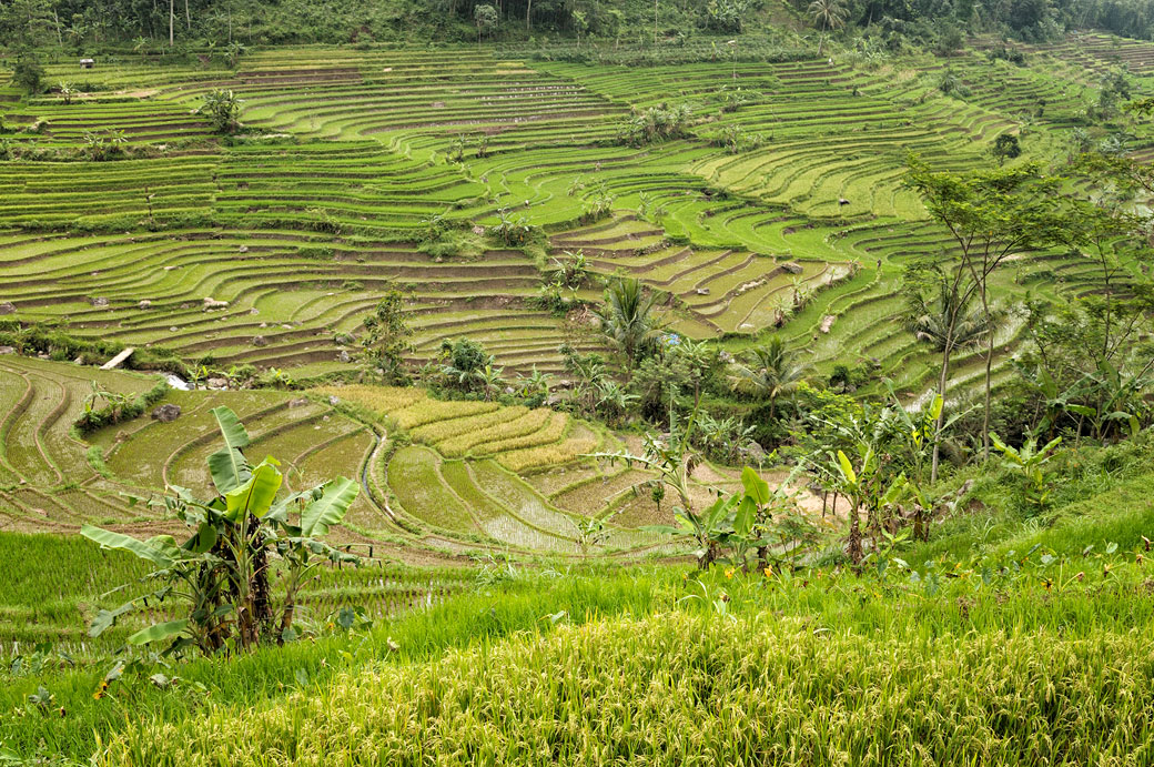 Rizières de Java en terrasse près de Magelang, Indonésie