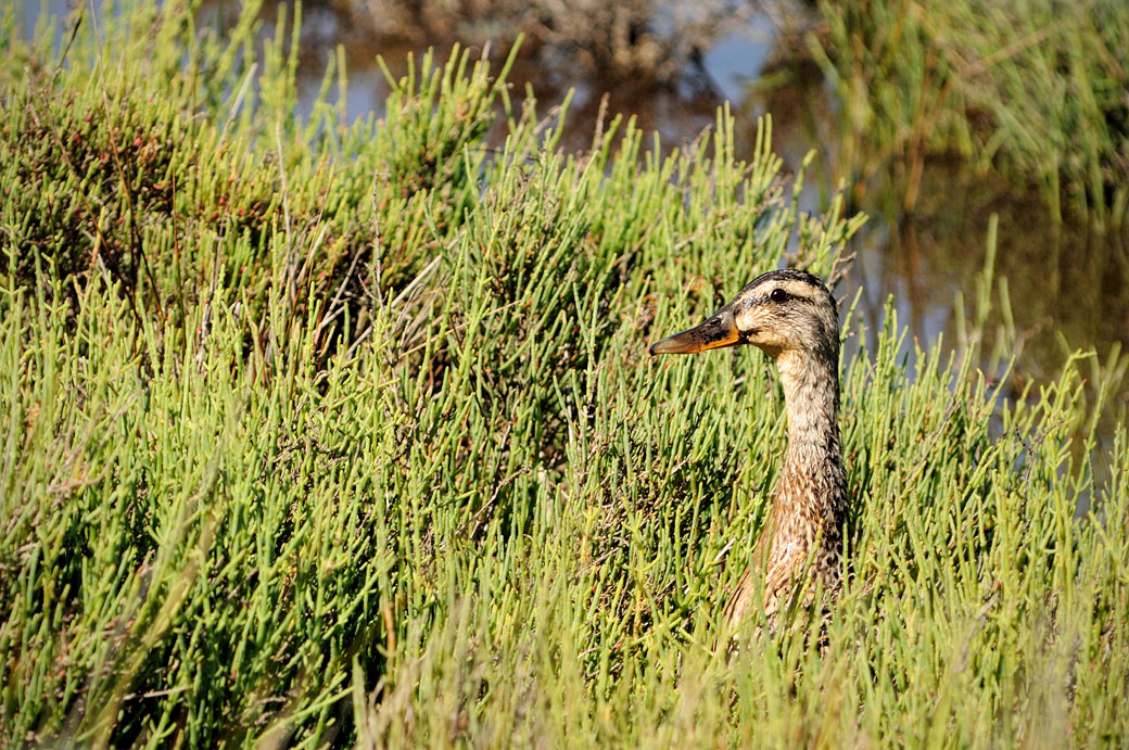 Canard femelle colvert au Parc Ornithologique du Pont de Gau, France