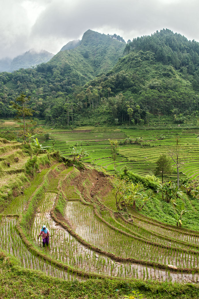 Rizières en terrasse et montagnes près de Magelang, Indonésie