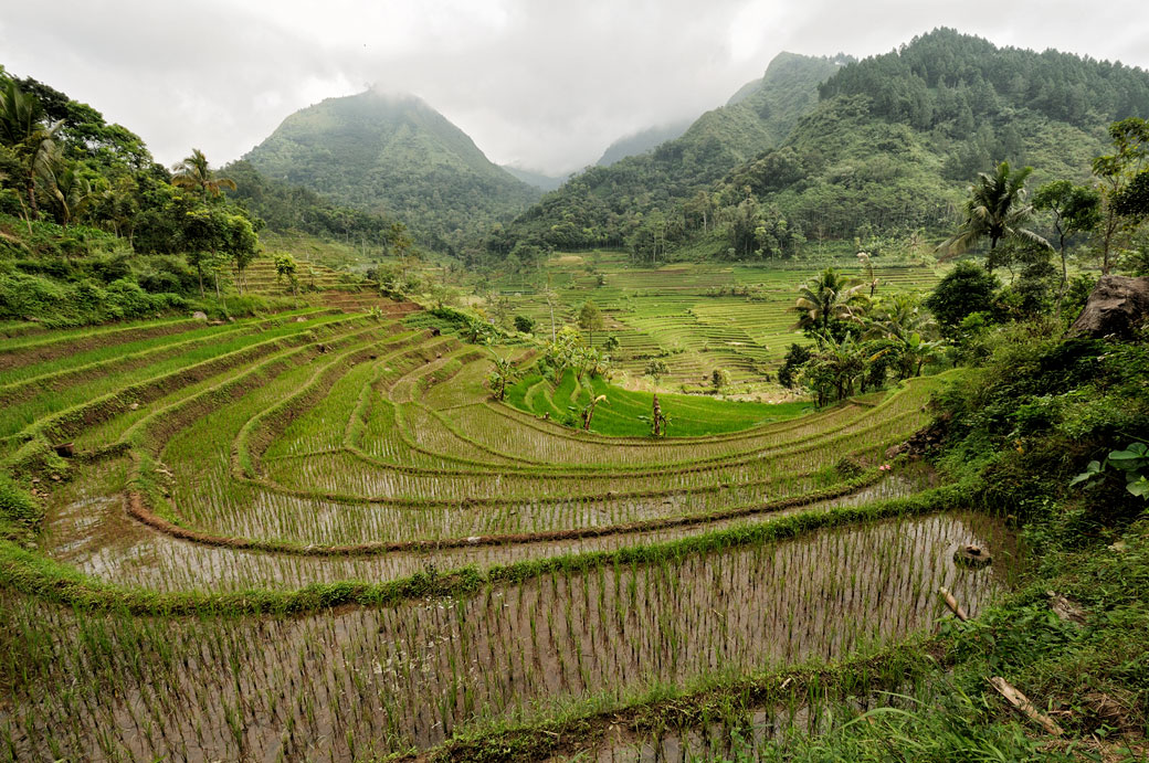 Rizières et montagnes javanaises près de Magelang, Indonésie