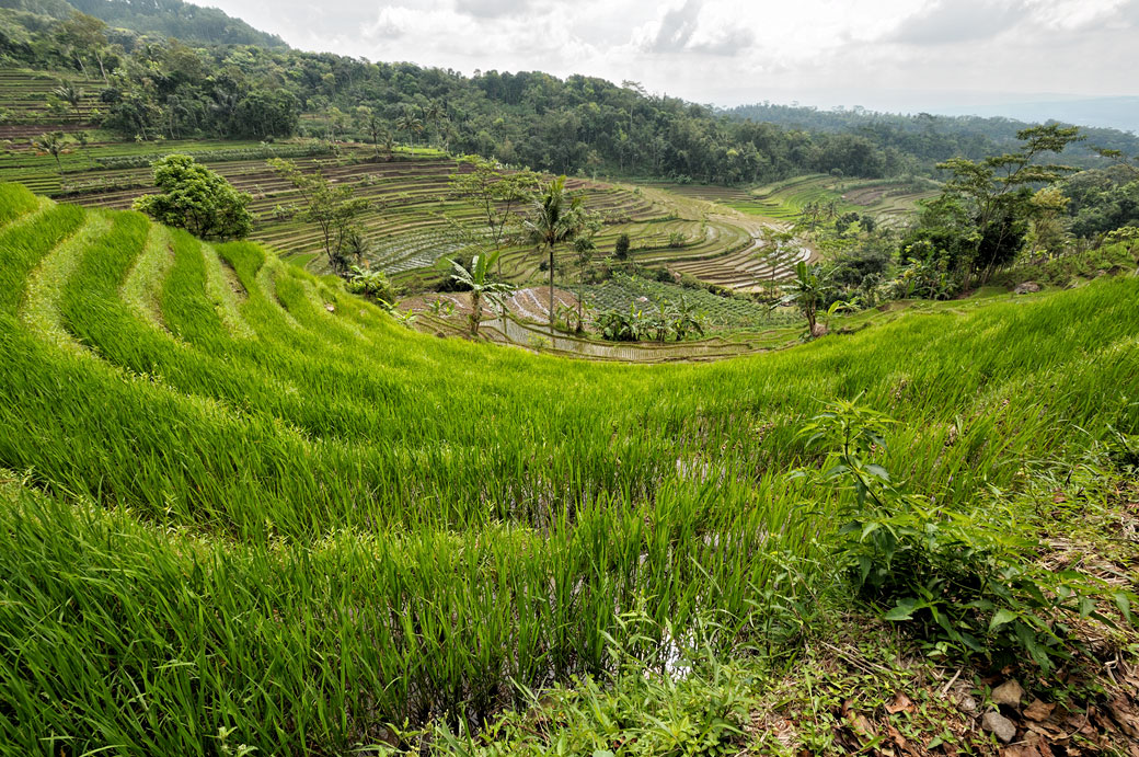 Les rizières de Java près de Magelang, Indonésie