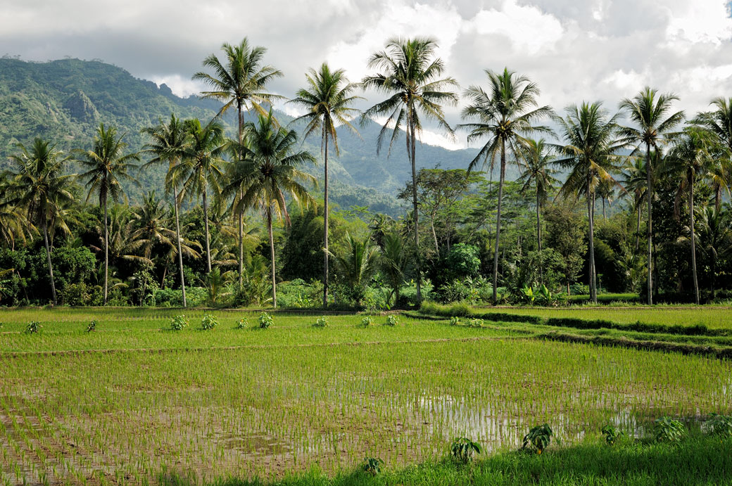 Rizières et palmiers au centre de Java près de Borobudur, Indonésie