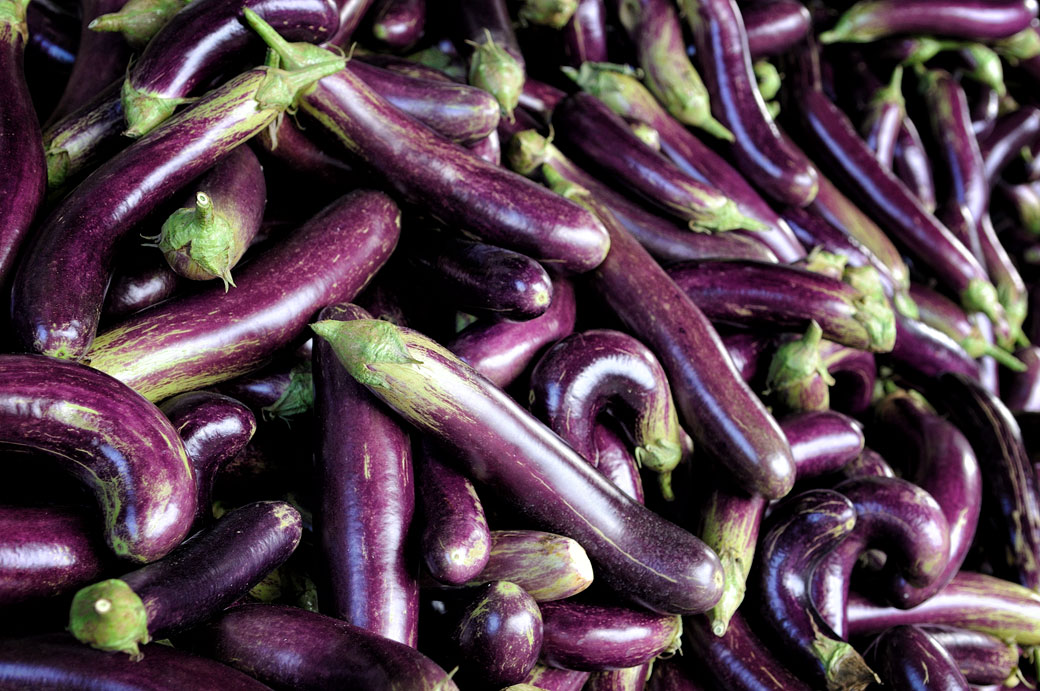 Aubergines de Java dans la région de Borobudur, Indonésie