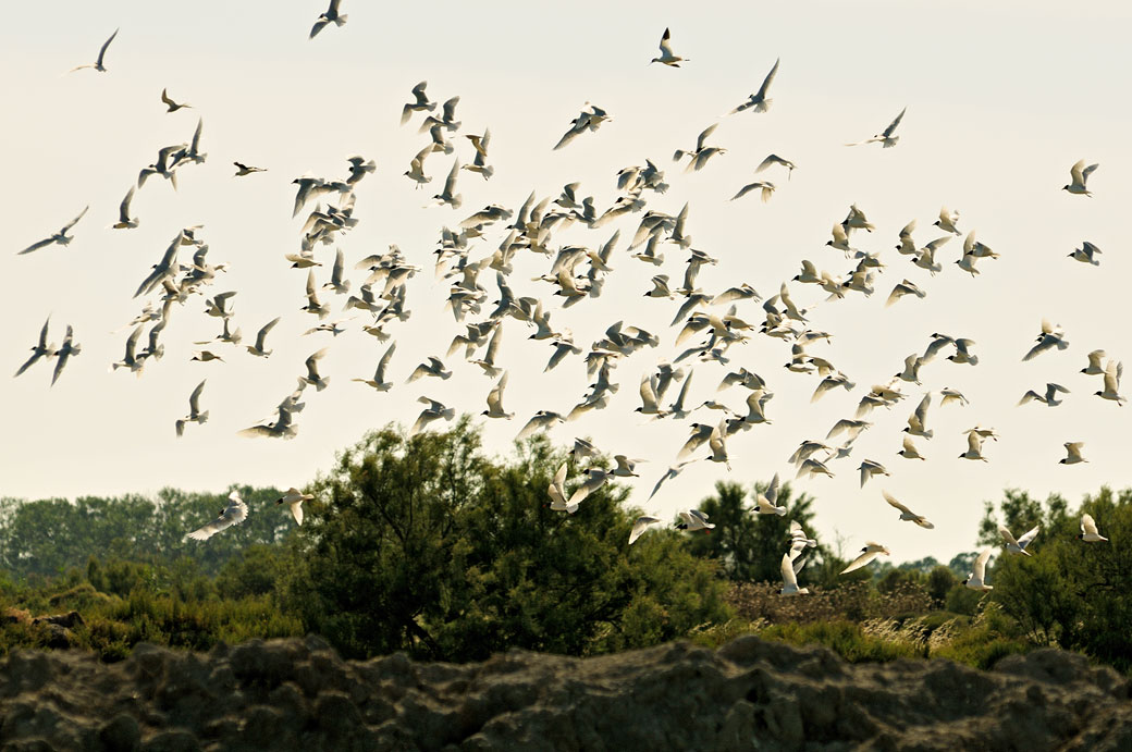 Mouettes rieuses au Parc Ornithologique du Pont de Gau, France