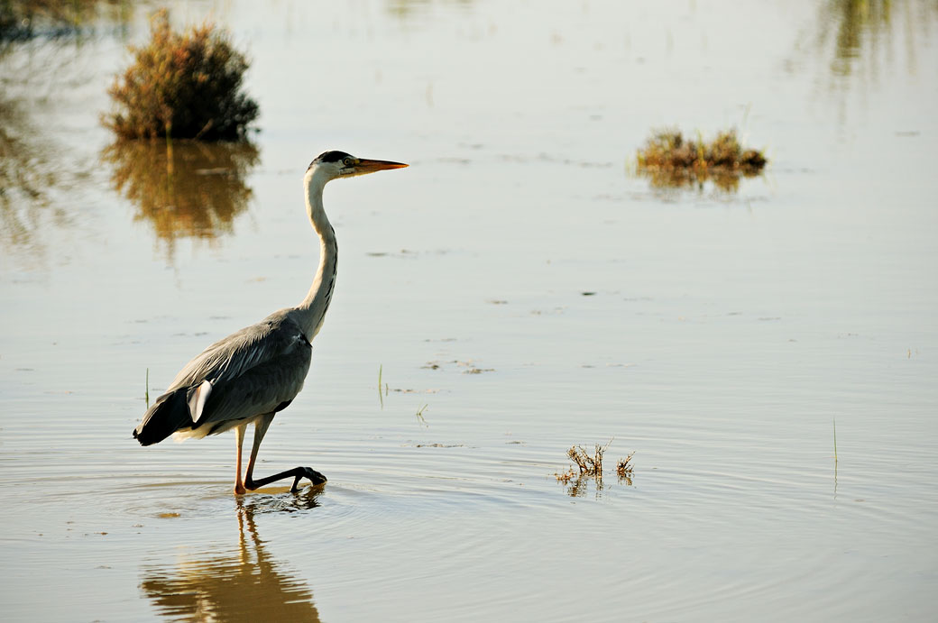 Héron dans un étang du Parc Ornithologique du Pont de Gau, France