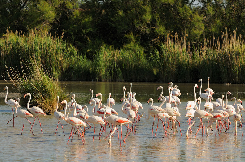 Groupe de flamants roses dans un étang de Camargue, France