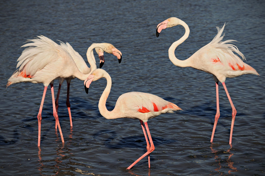 Quatre flamants roses dans un étang de Camargue, France