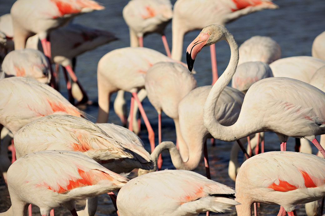 Groupe de flamants roses en Camargue, France