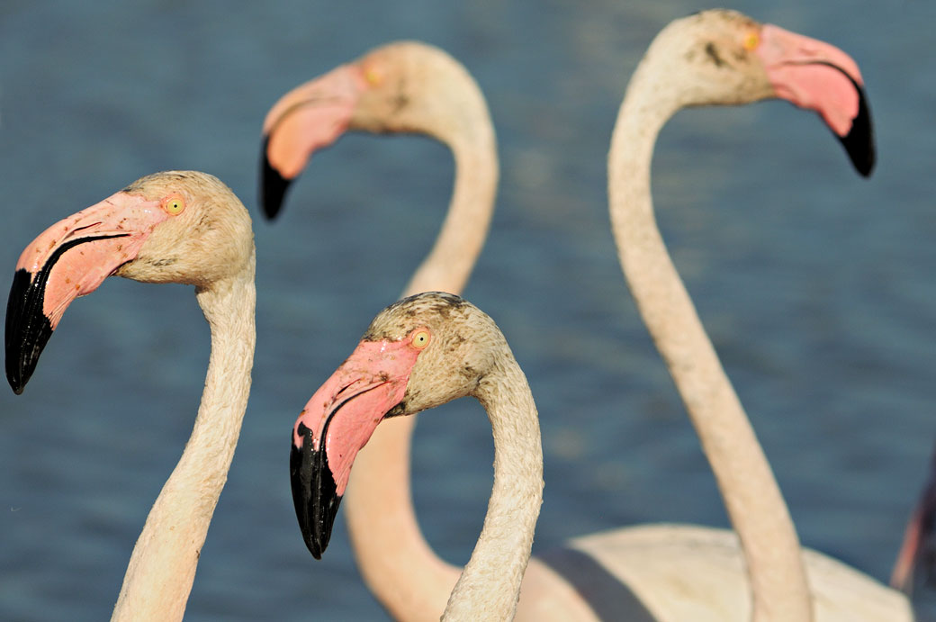 Têtes de flamants roses au Parc Ornithologique du Pont de Gau, France