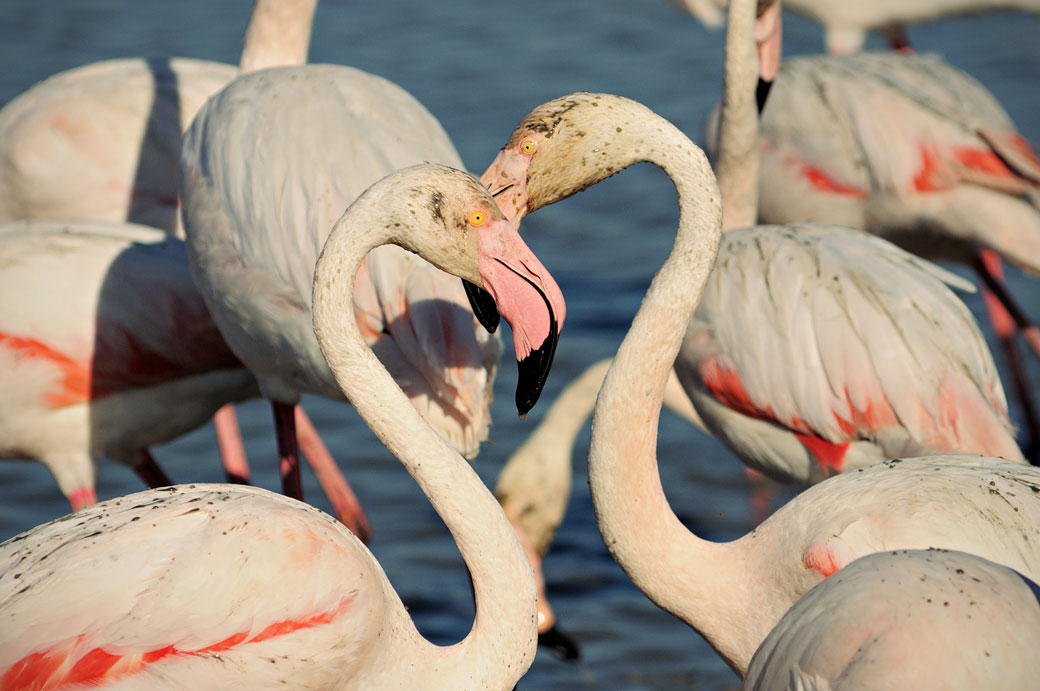 Deux flamants roses forment un coeur en Camargue, France