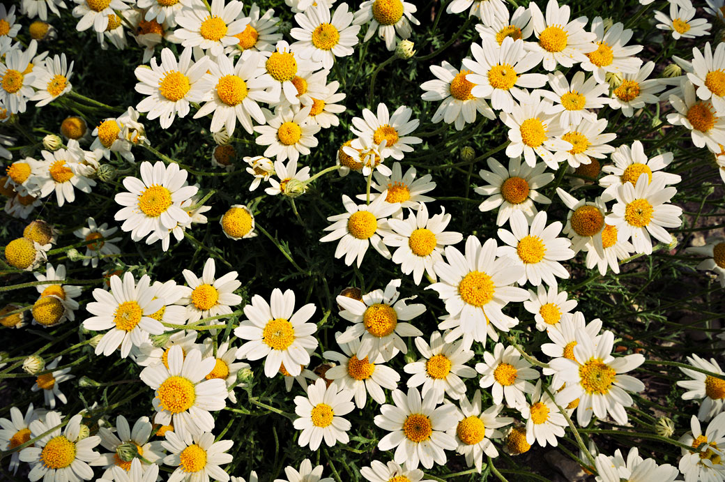 Fleurs marguerites en Camargue, France