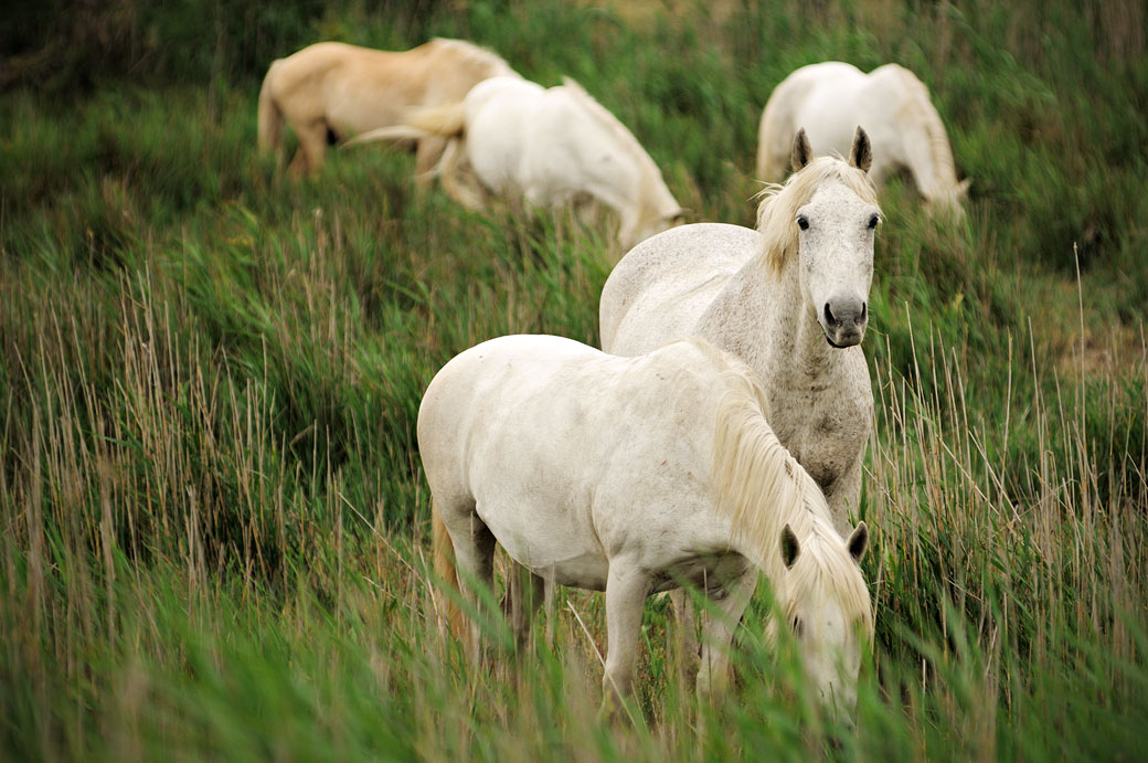 Chevaux blancs Camarguais, France