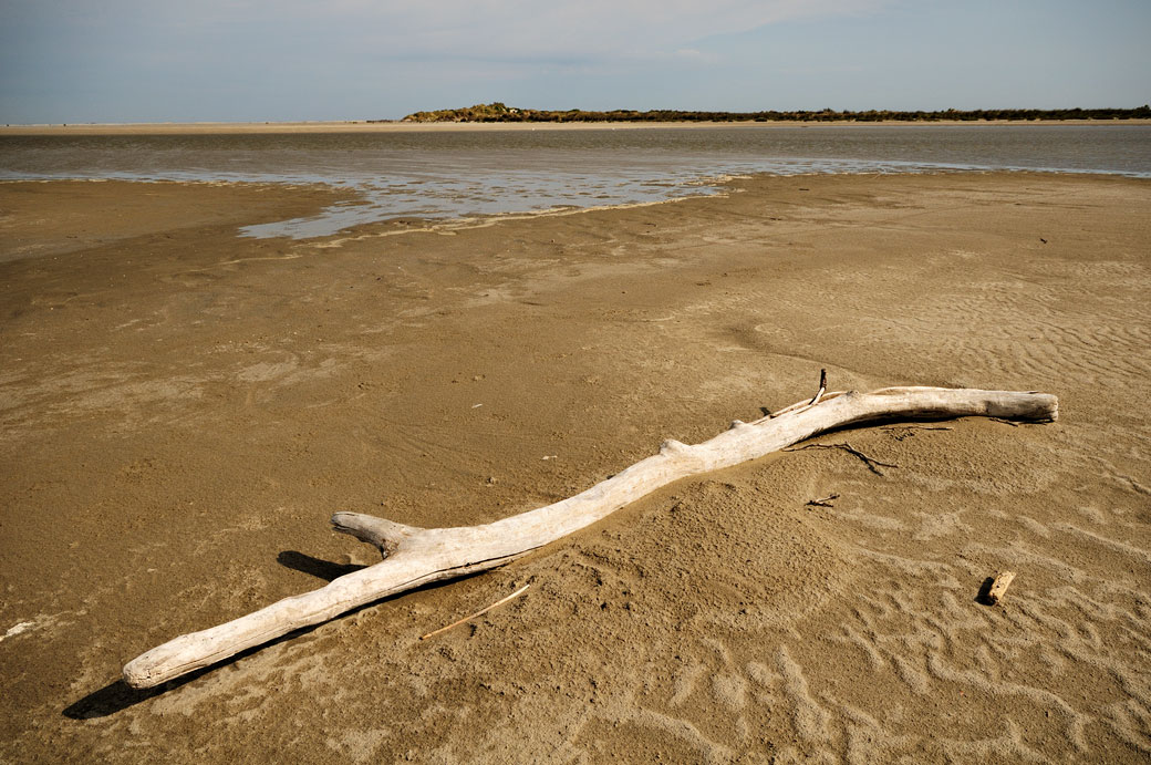 Branche morte sur une plage de Camargue, France