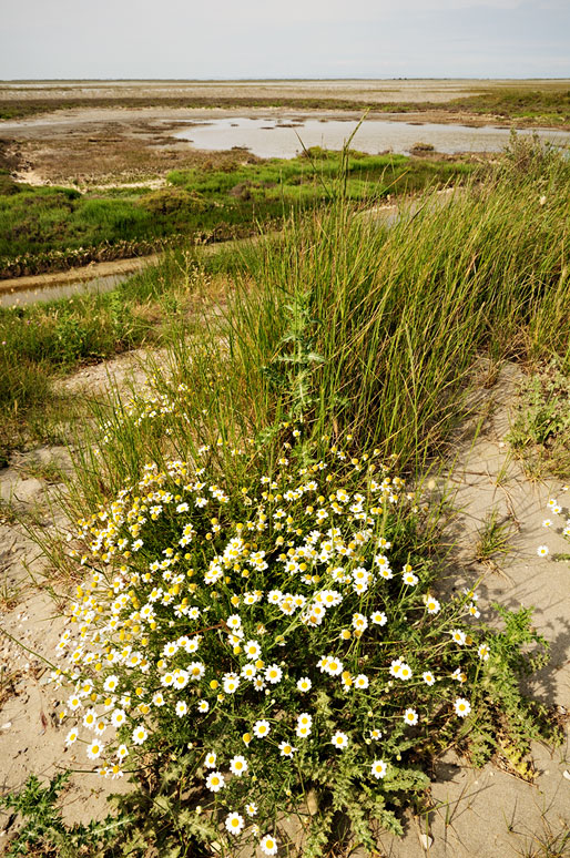 Herbes et fleurs le long de la Digue à la Mer, France