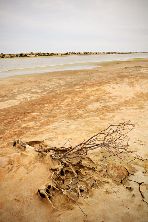 Branche morte et paysage austère de Camargue, France