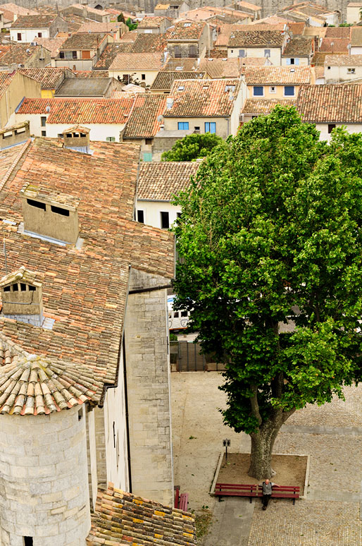 Arbre et toits de la ville d'Aigues-Mortes, France