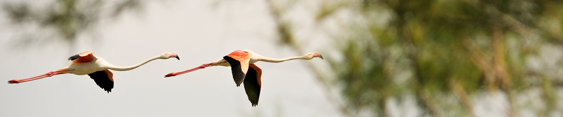 flamants roses en Camargue, France