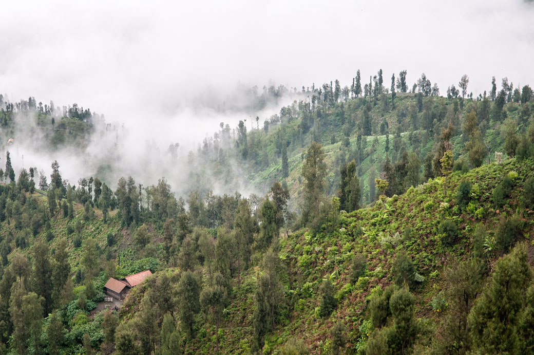 Arbres et brume sur l'île de Java, Indonésie