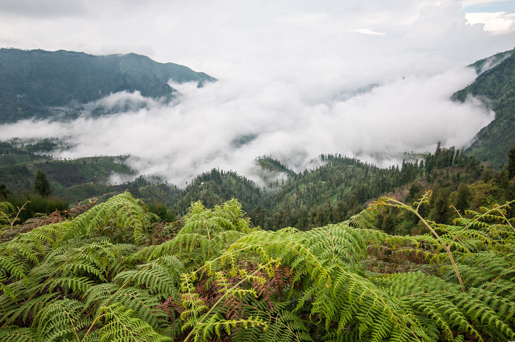 Fougères, brouillard et forêt de l'île de Java, Indonésie