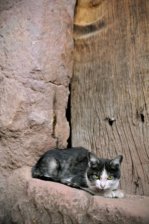 Regard perçant d'un chat près d'une église rupestre, Ethiopie