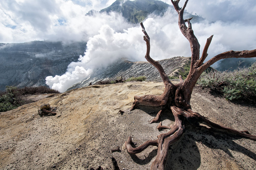 Souche d'un arbre mort au volcan Kawah Ijen, Indonésie