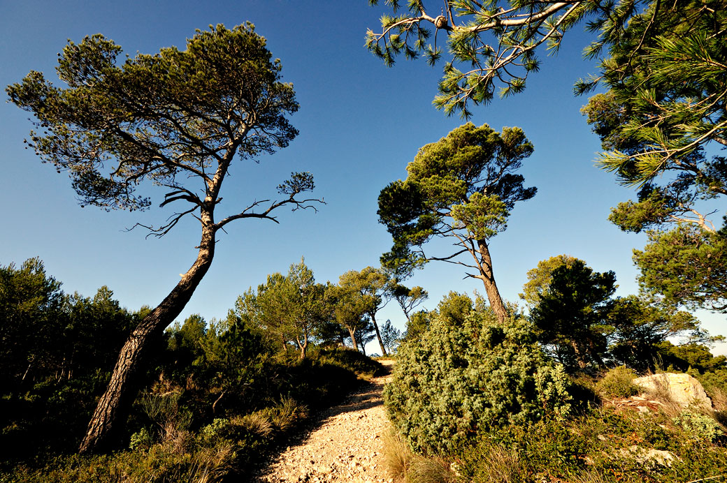 Sentier et pins sur le Mont Faron, France