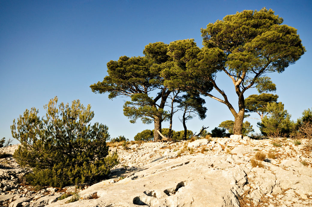 Pins du Mont Faron, France