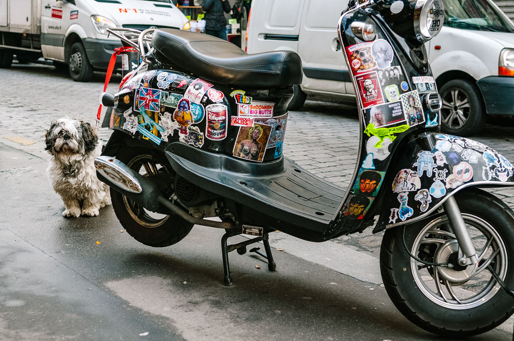 Scooter noir et petit chien dans une rue de Paris
