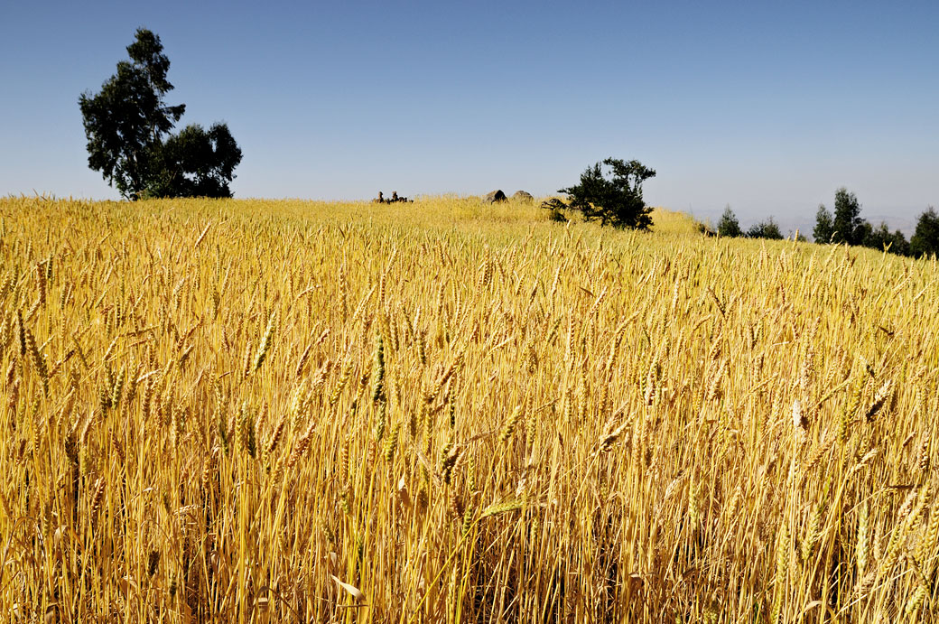 Champ de blé et ciel bleu près de Lalibela, Ethiopie