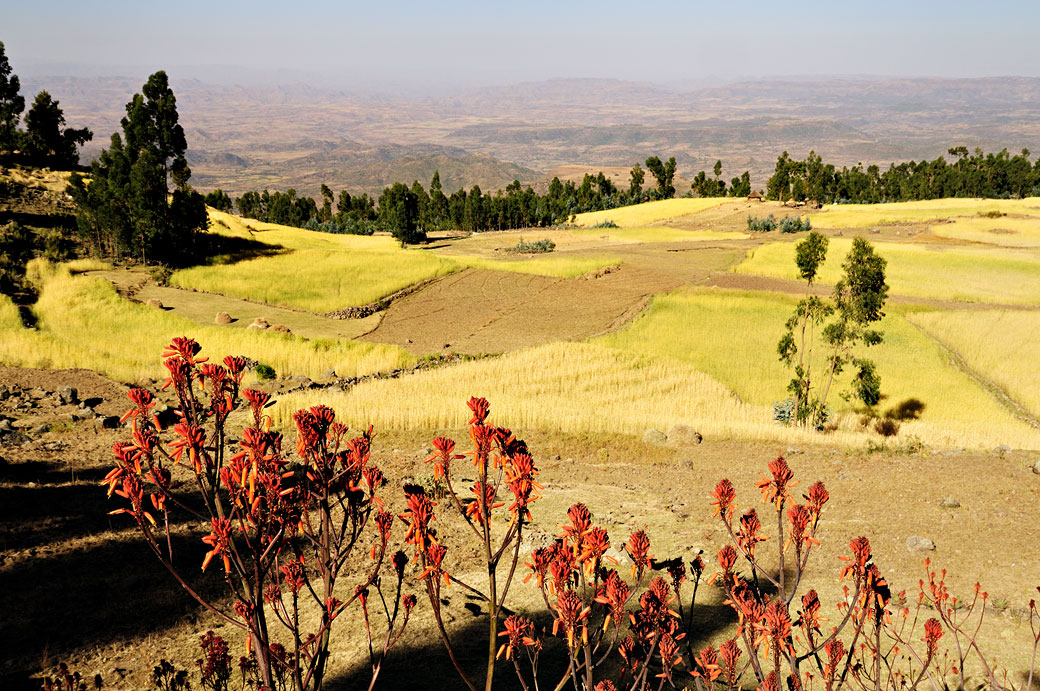 Champs et cultures près de Lalibela, Ethiopie