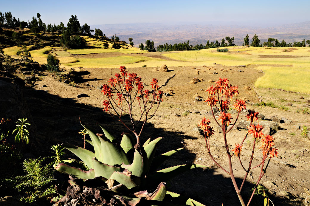 Plantes et champs près de Lalibela, Ethiopie